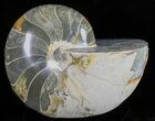 Polished Nautilus Fossil - Huge Specimen! #59694-1